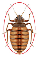 Our company provides Bed bugs extermination services