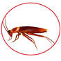 coackroach exterminator