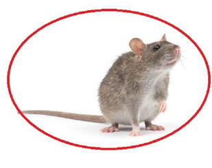 Best Mice & Rats Extermination services in Brampton