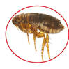bed bugs extermination