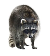 Ou company's raccoon and animal control services in Brampton