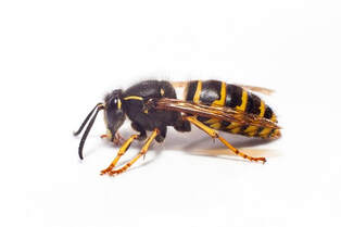 Our company removes wasp nests permenantely from your Brampton property