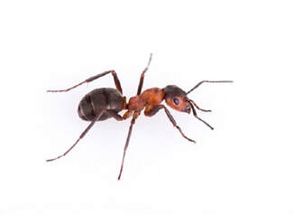 Our company removes wasp nests permenantely from your Brampton property