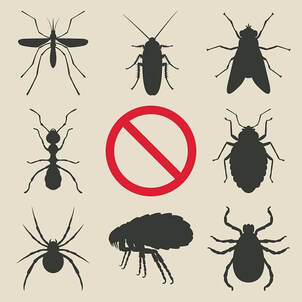 Our company exterminates all insects from your property