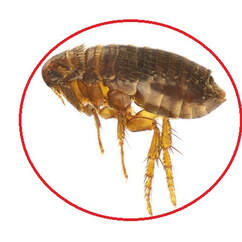 Our company exterminates all fleas from your property