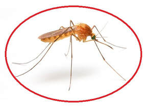 Our company elliminates mosquitoes nests permenantely from your property in Brampton and Toronto