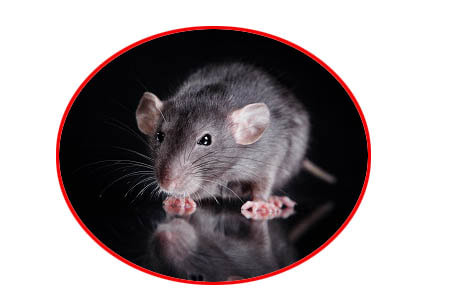 markham mice removal